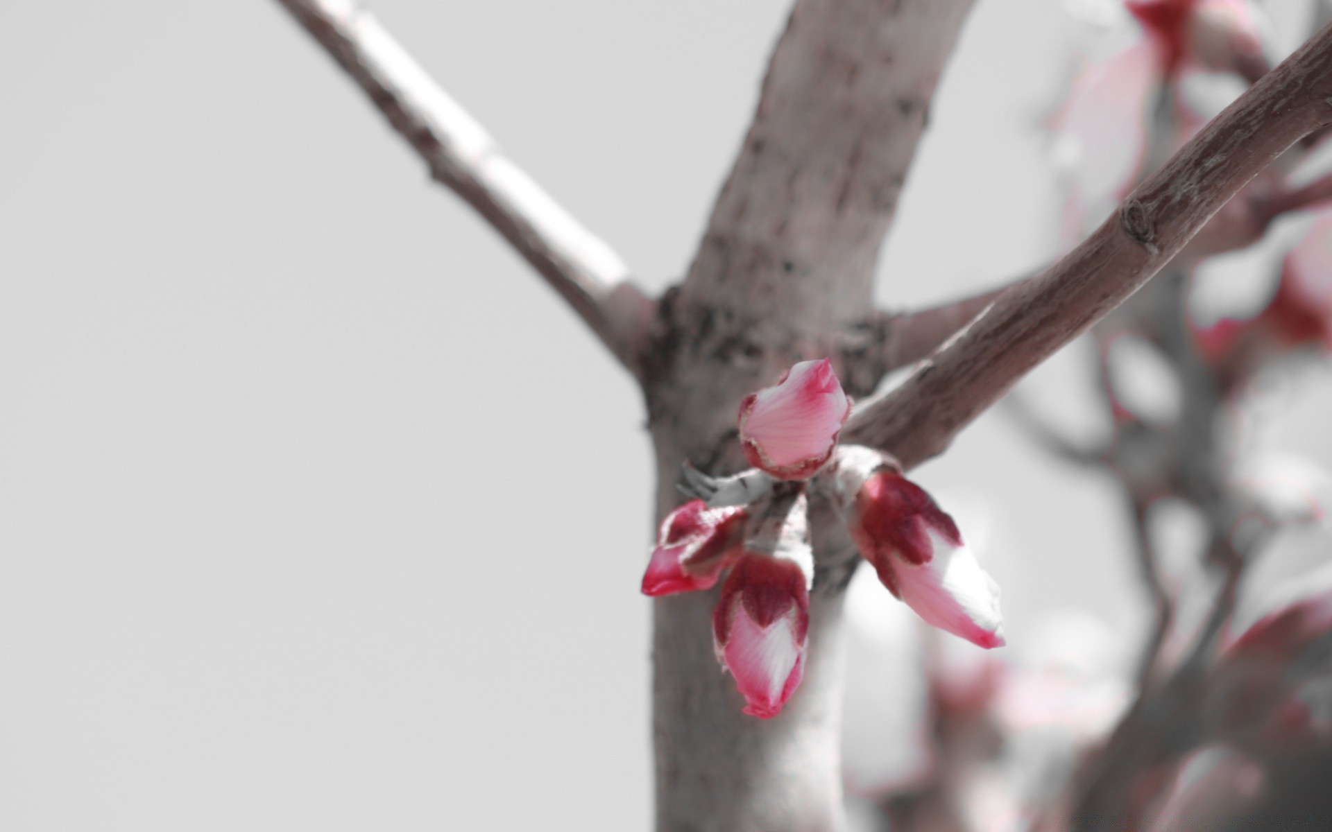 noir et blanc hiver arbre cerise fleur nature branche à l extérieur neige ciel pâques pomme fruits amour flou feuille