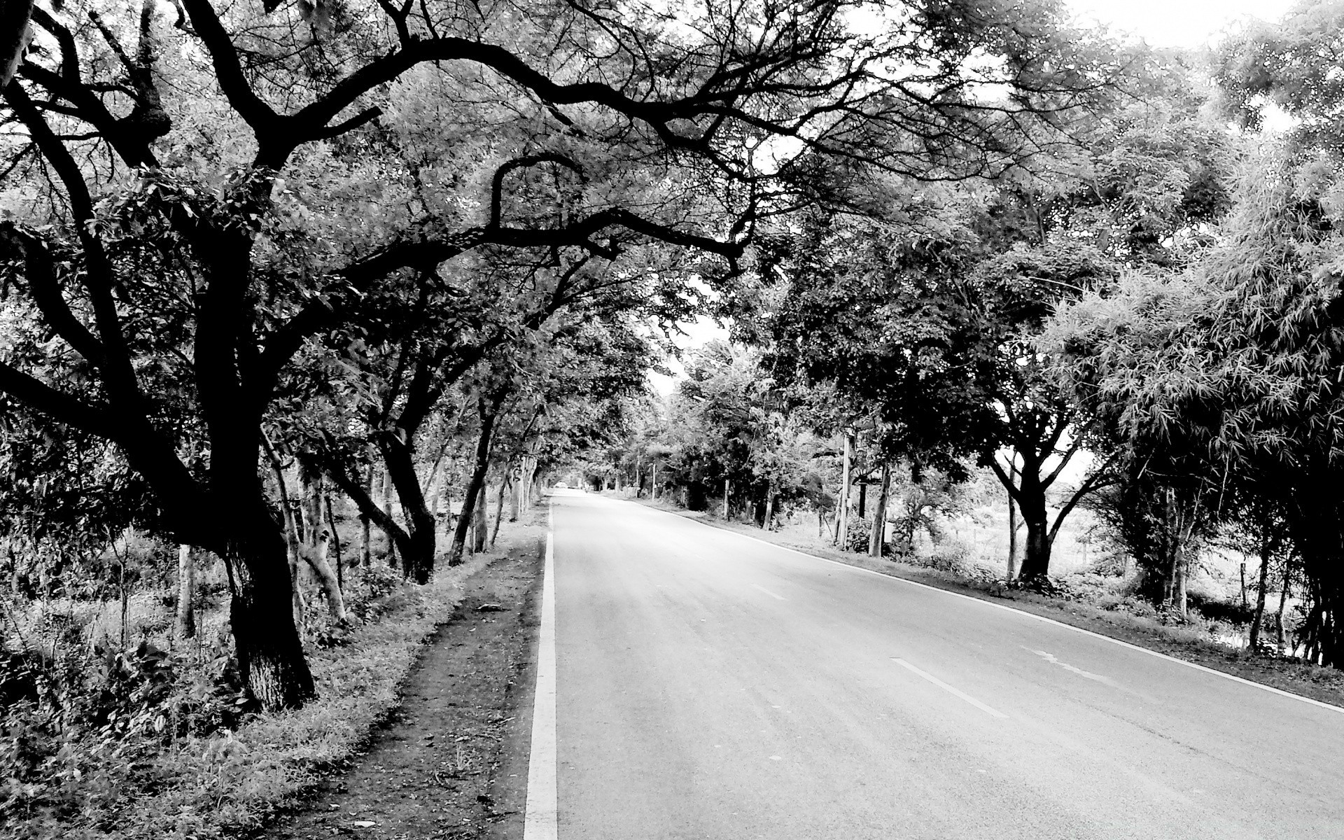 blanco y negro árbol camino guía paisaje callejón naturaleza temporada rama avenida madera al aire libre rural parque campo camino callejón invierno