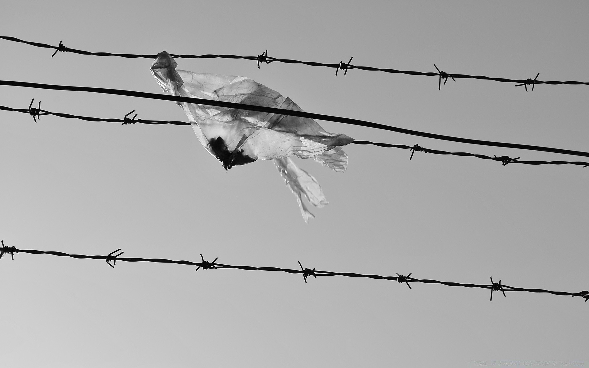 noir et blanc fil fil de fer barbelé prison clôture ciel sécurité militaire sauver danger rasoir guerre déchirure acier oiseau crime interdit ligne liberté fer