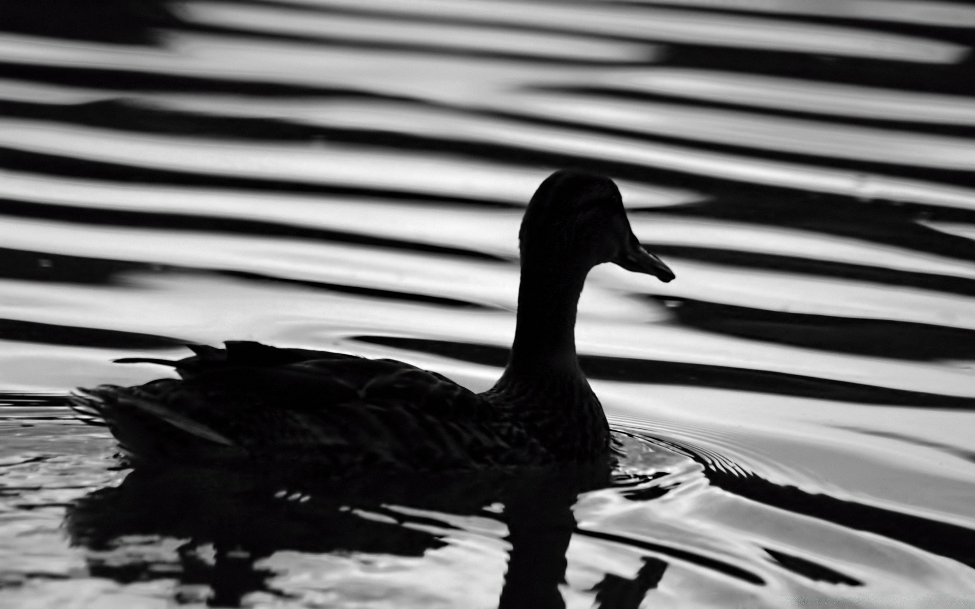 preto e branco pato pássaro piscina água lago água ganso reflexão cisne aves natureza pena animal ao ar livre pato rio vida selvagem natação