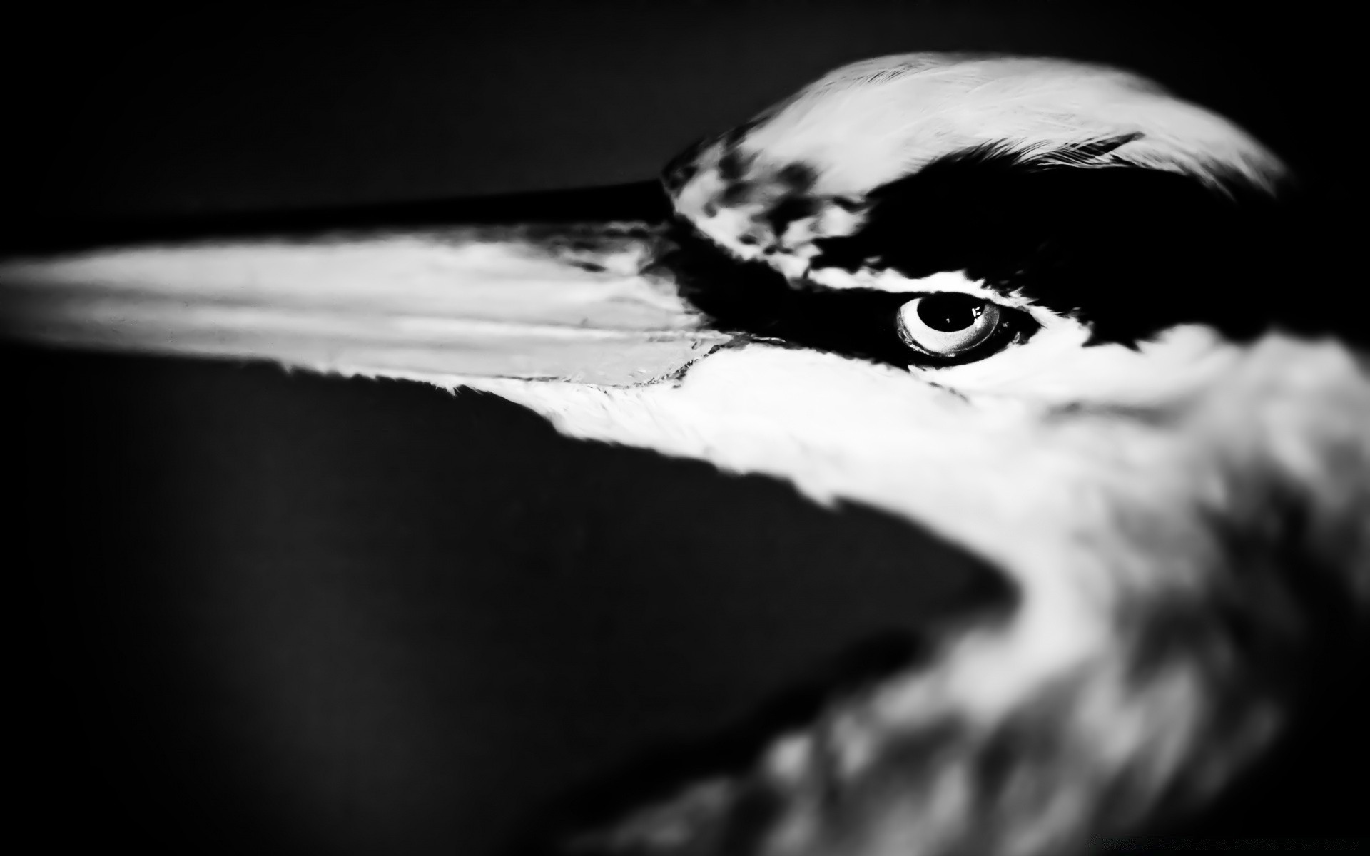 blanco y negro monocromo pájaro retrato naturaleza oscuro agua solo mar vida silvestre ojo arte