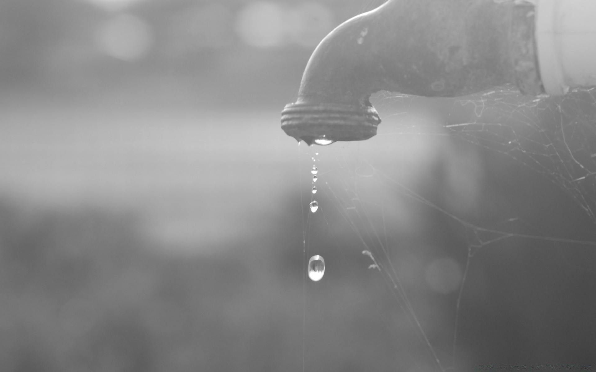 noir et blanc eau pluie monochrome goutte humide nature froid gouttes flou réflexion splash goutte à goutte bulle liquide résumé hiver