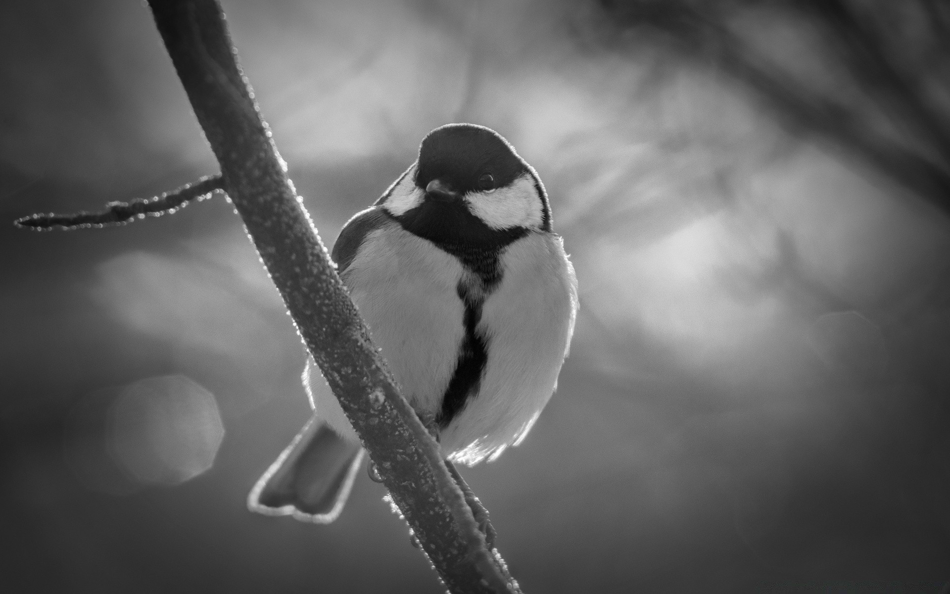 black and white bird wildlife nature monochrome animal outdoors one blur winter snow