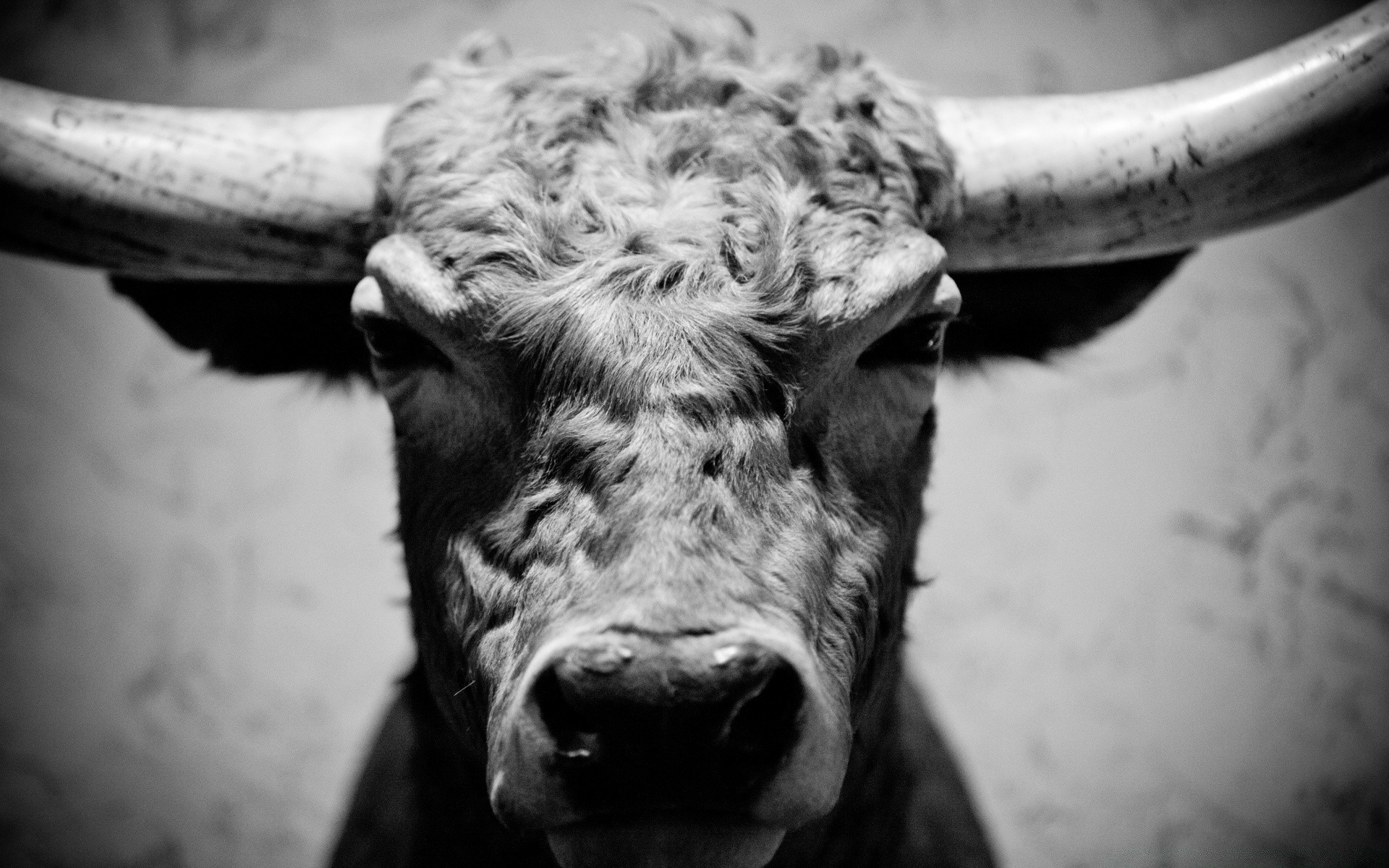 black and white monochrome one mammal portrait cattle nature animal bull