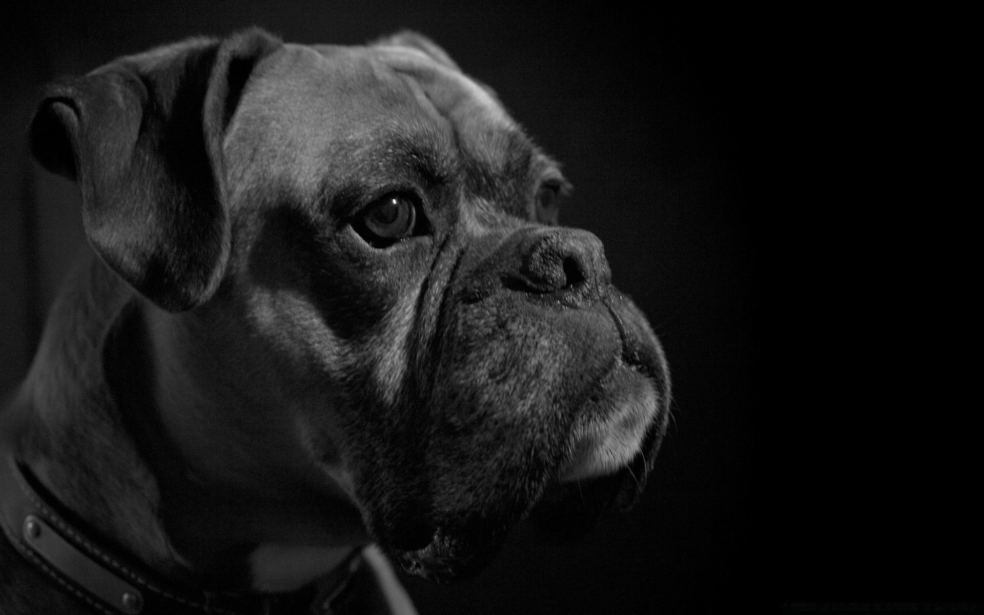 blanco y negro perro retrato perro monocromo animal mascota mamífero estudio cachorro solo lindo