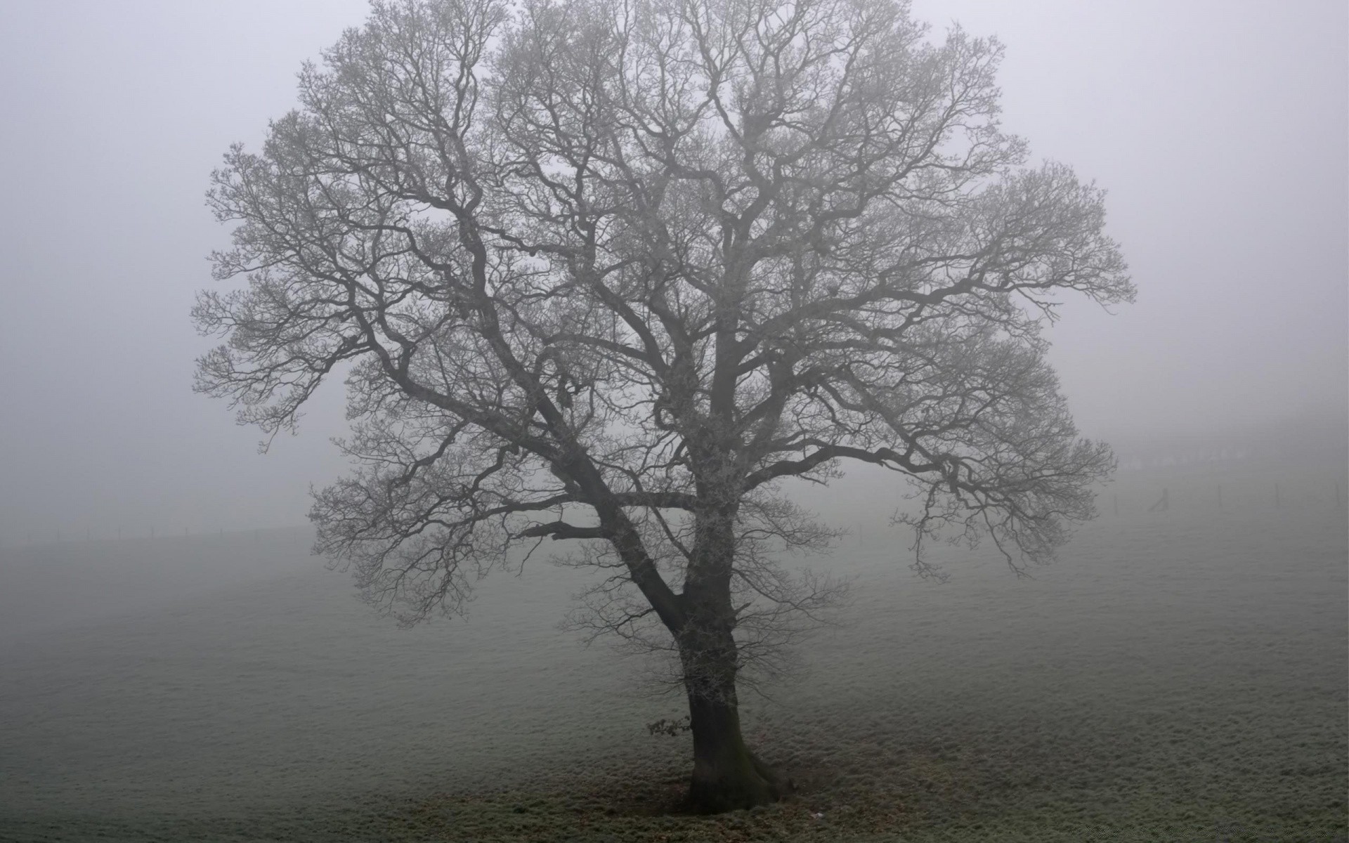 black and white fog tree landscape mist dawn wood alone winter nature weather silhouette oak branch fall scenic solitude backlit