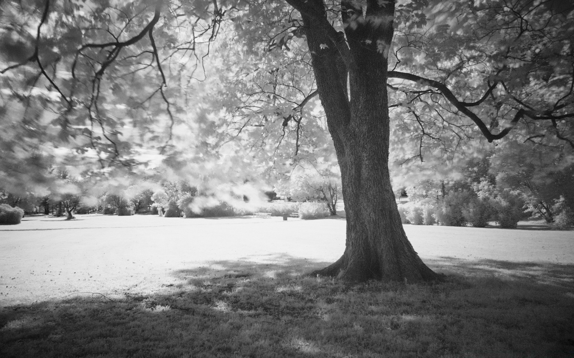 black and white tree landscape wood monochrome park fog mist nature fall branch outdoors