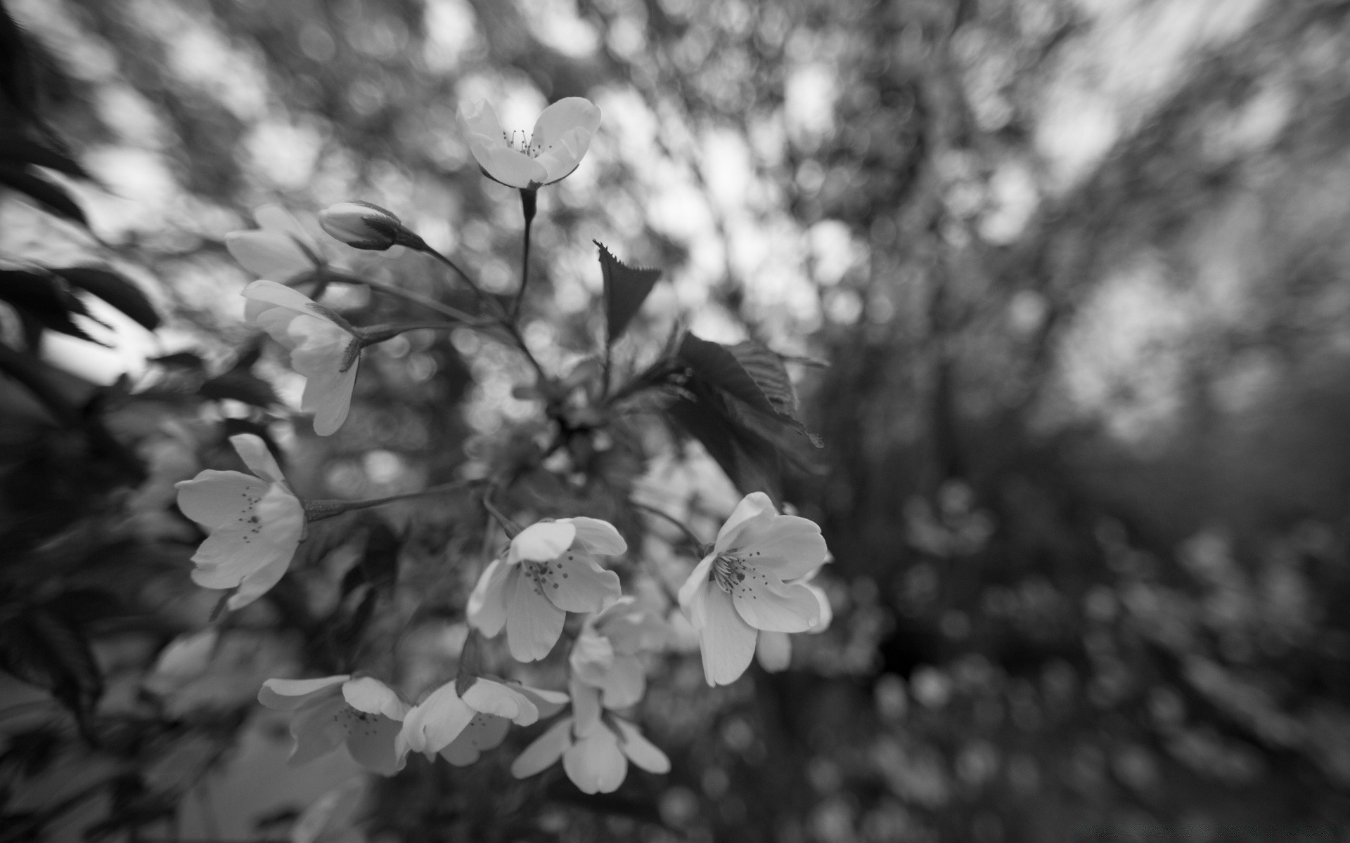 black and white monochrome flower nature leaf tree flora branch cherry apple garden growth dof season summer blooming sun petal close-up