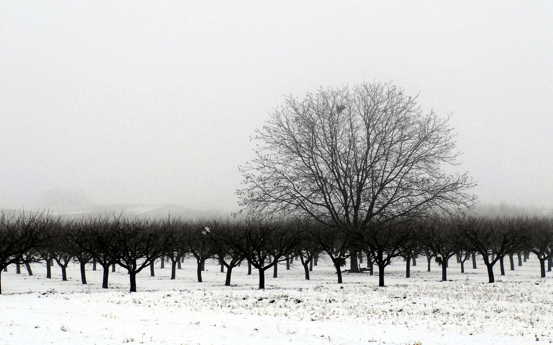 noir et blanc hiver arbre neige paysage brouillard aube gel nature en plein air temps froid