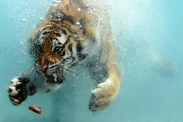 Tigre está nadando debaixo d água