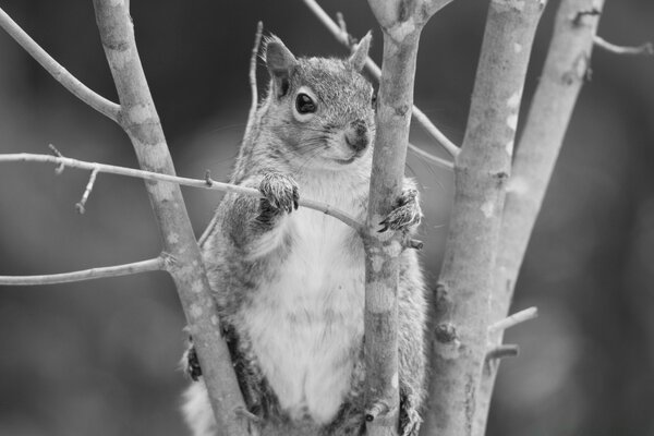 Photo en noir et blanc de la faune représenté mammifère animal écureuil