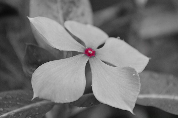 Flor blanca con centro rosado