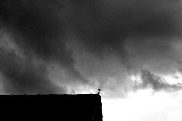 Einsamer Vogel am Regenhimmel