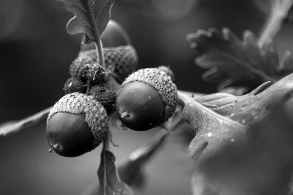 Black and white macro photography of acorns