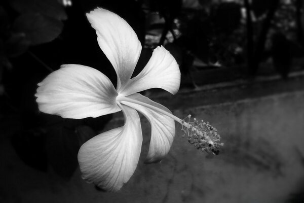 Photo en noir et blanc de fleur d Hibiscus beauté