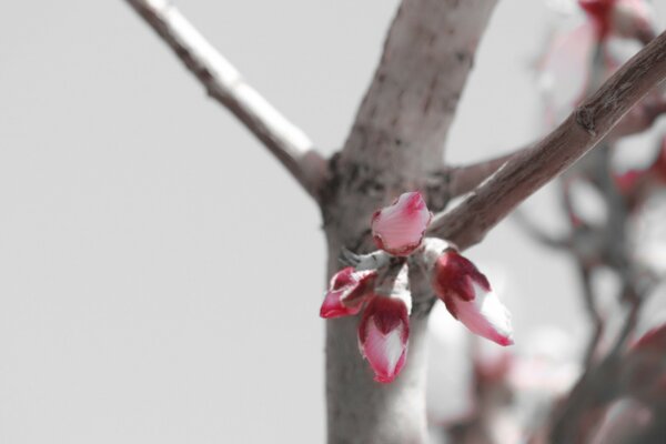 A tree and a flower are depicted