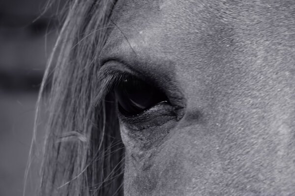 Black and white portrait of the animal s muzzle