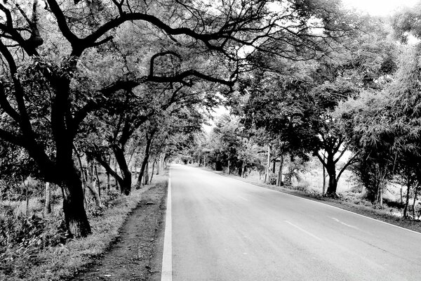 Black and white landscape of a road with trees