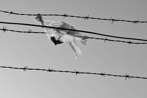 Barbed wire on a gray background