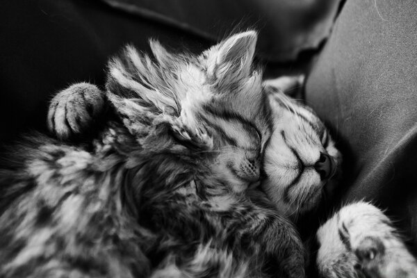 Touching images of cats on a black and white portrait