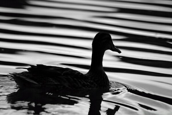 Schwarz-Weiß-Foto einer schwimmenden Ente