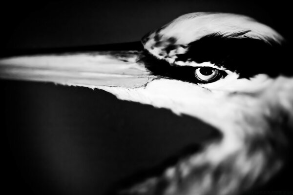 A bird s eye on a black and white background