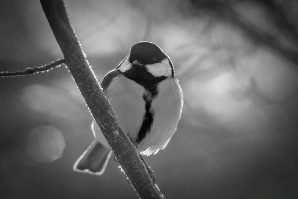 Foto en blanco y negro de la vida silvestre azul en una rama