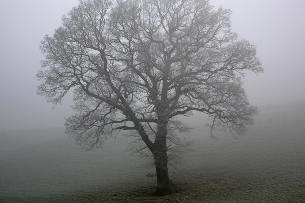 A tree in the fog black and white photo