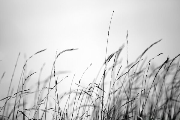 Black and white field at dawn monochrome