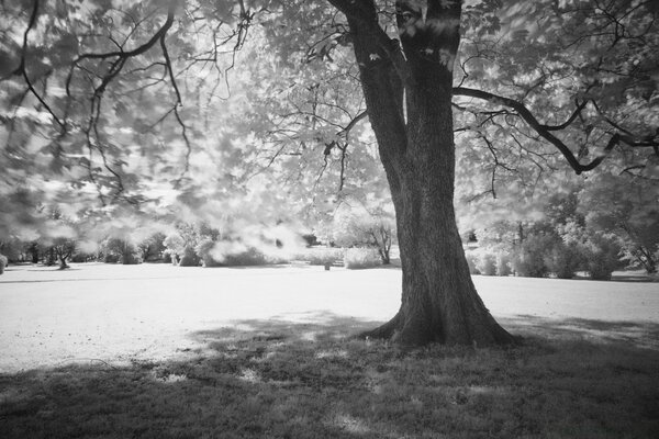 Ein einsamer Baum gibt einen Schatten - eine schwarz-weiße Ästhetik