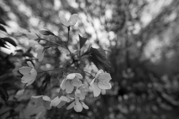 Foto en blanco y negro de la naturaleza con hojas y flores