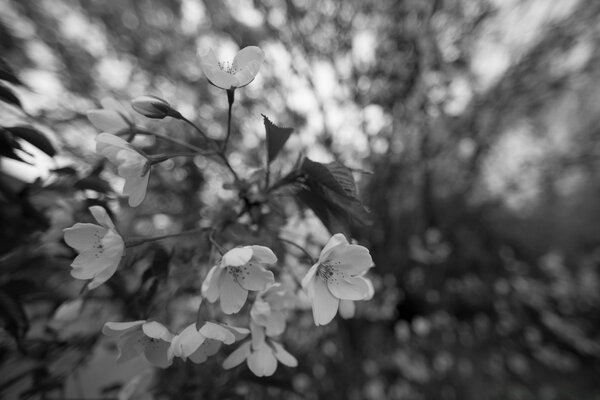 Yapraklı ve çiçekli siyah beyaz doğa fotoğrafı