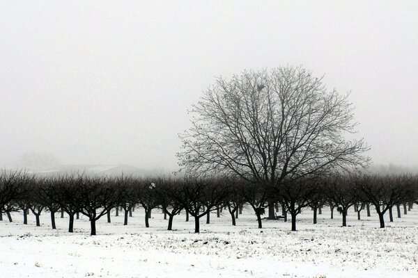 Alberi in inverno paesaggio bianco e nero