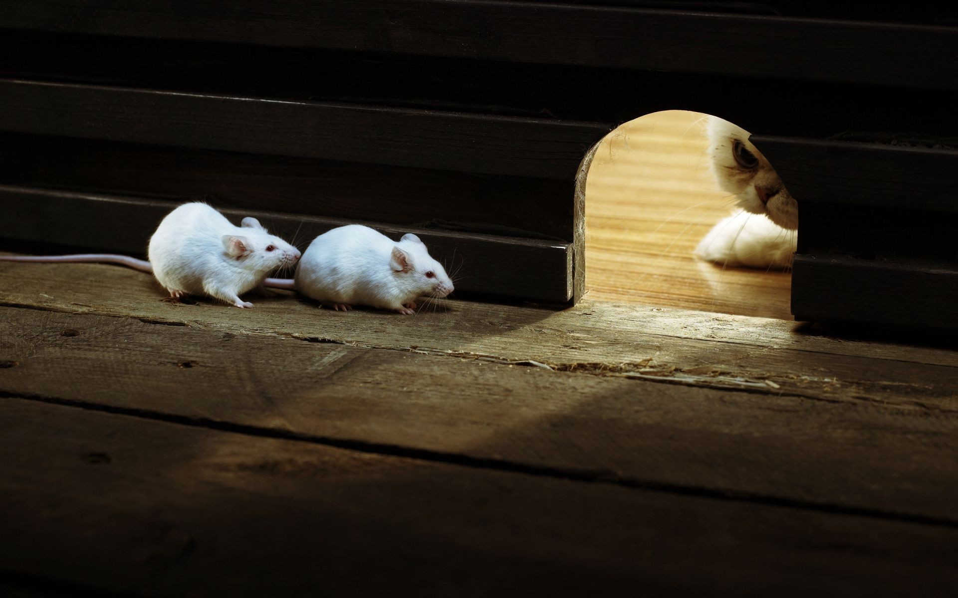 animales mamífero solo comida perro madera retrato naturaleza muerta