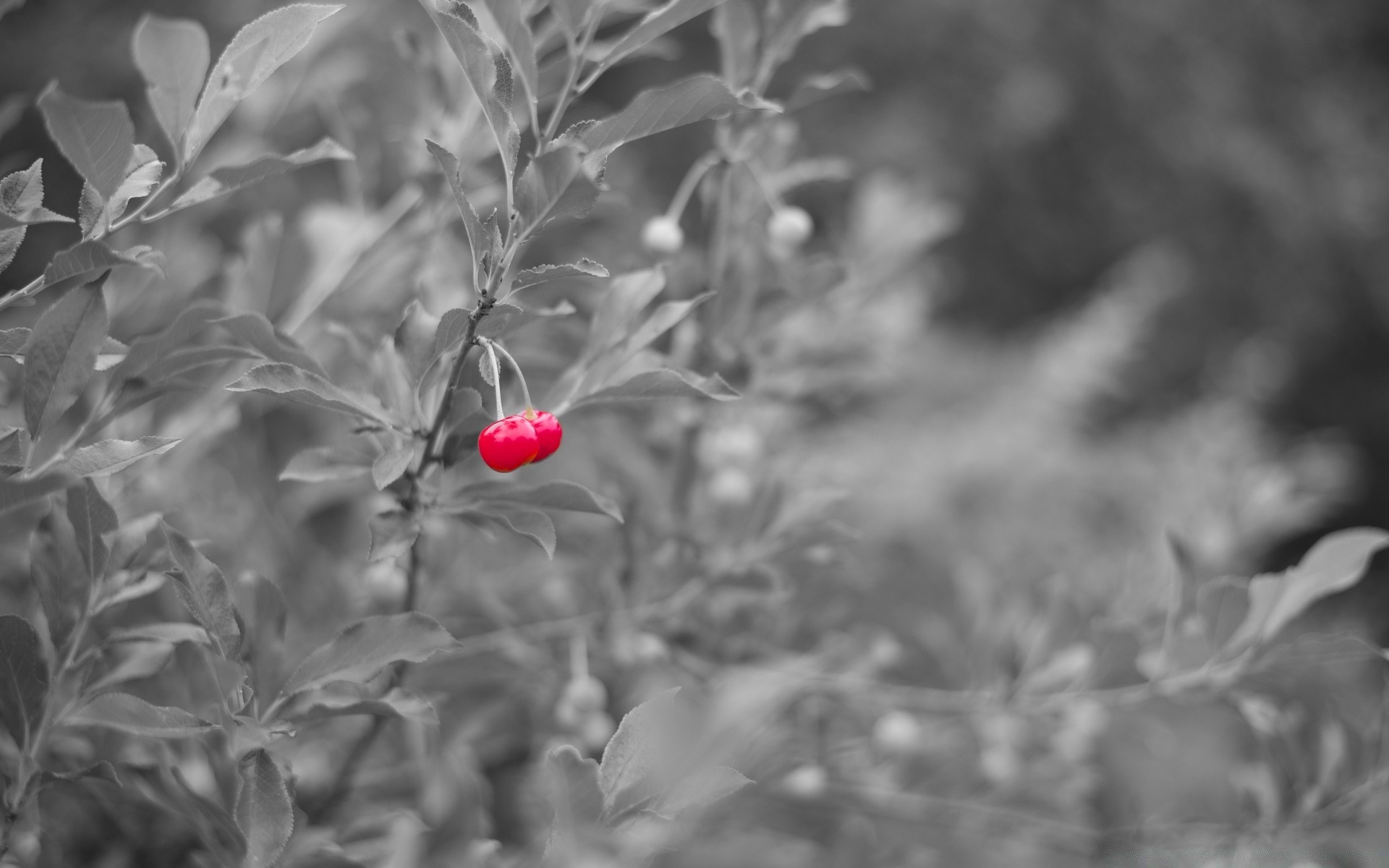 blanco y negro naturaleza hoja invierno árbol flor flora jardín al aire libre desenfoque temporada rama