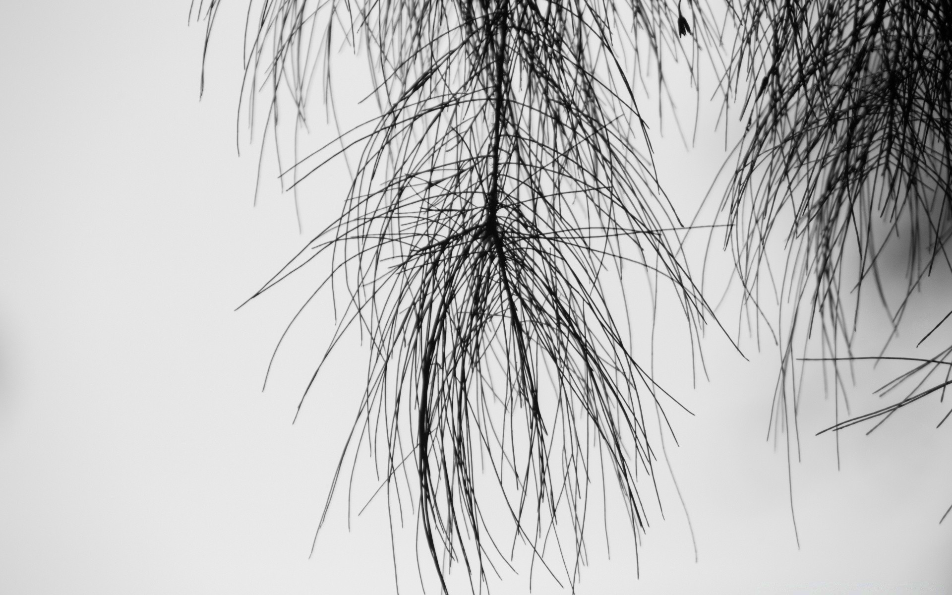 noir et blanc arbre hiver bureau nature