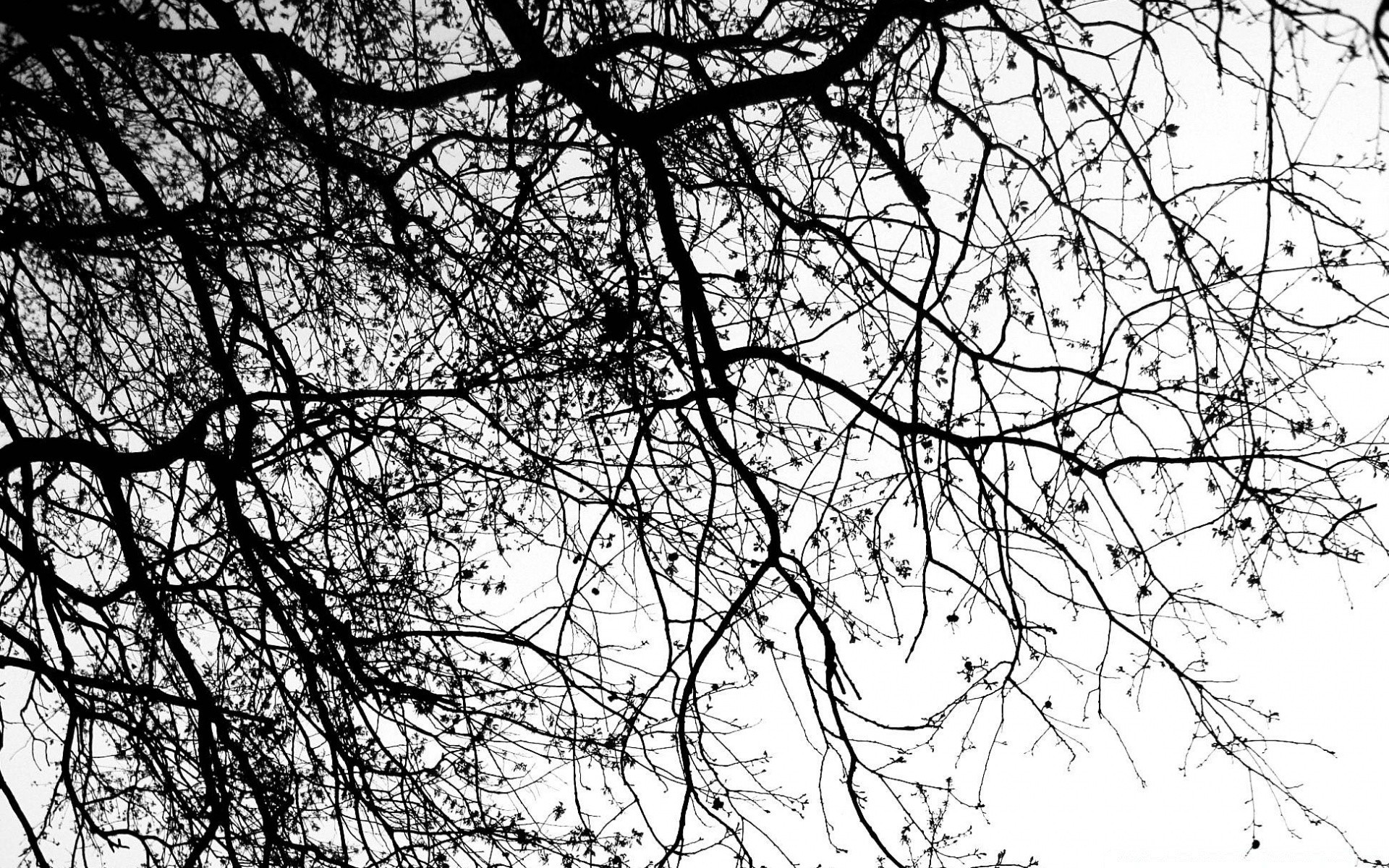 black and white tree branch desktop wood abstract winter season nature twigs leaf design image