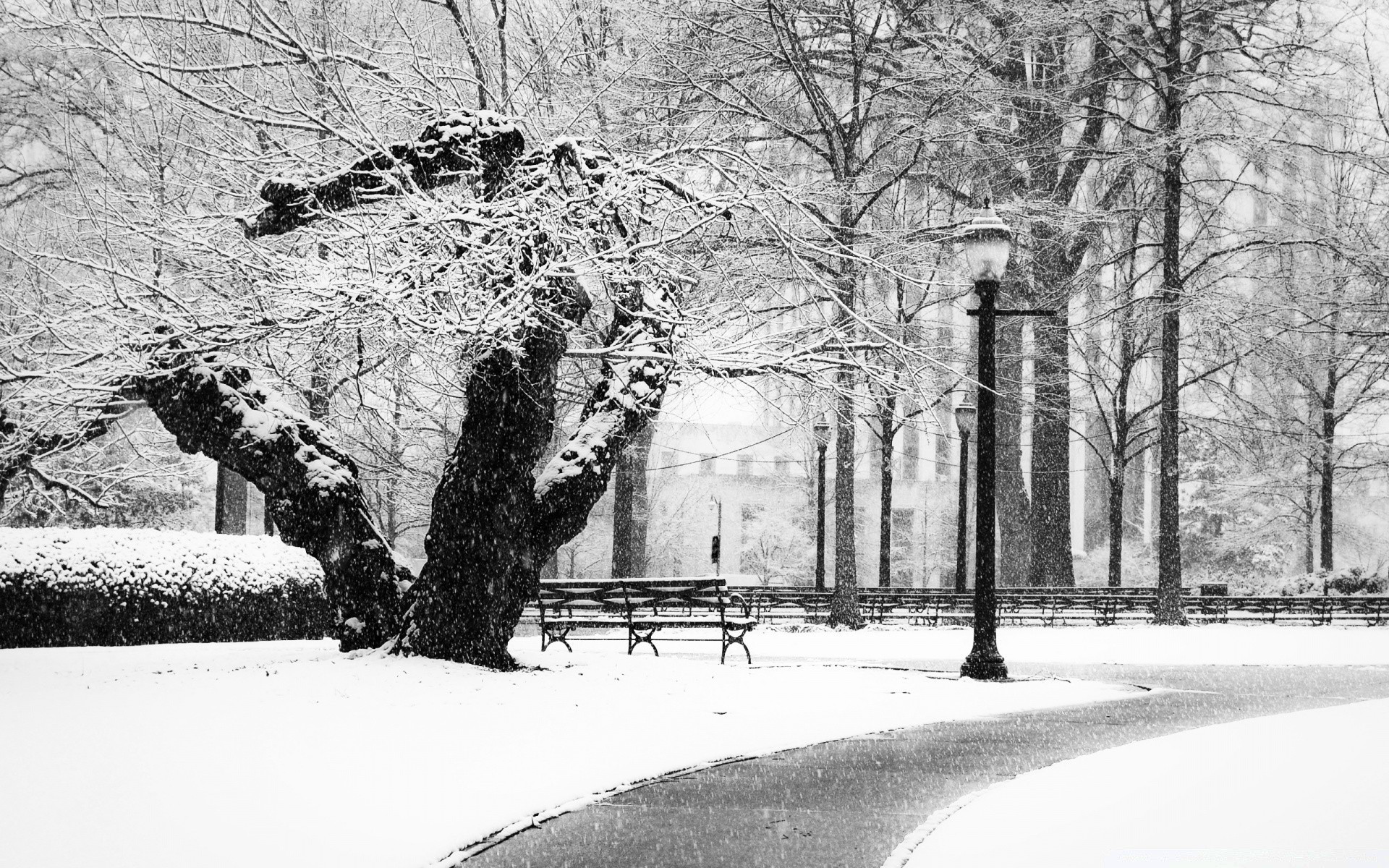 noir et blanc hiver neige bois froid gel congelé temps tempête de neige glace route saison bois branche parc brouillard