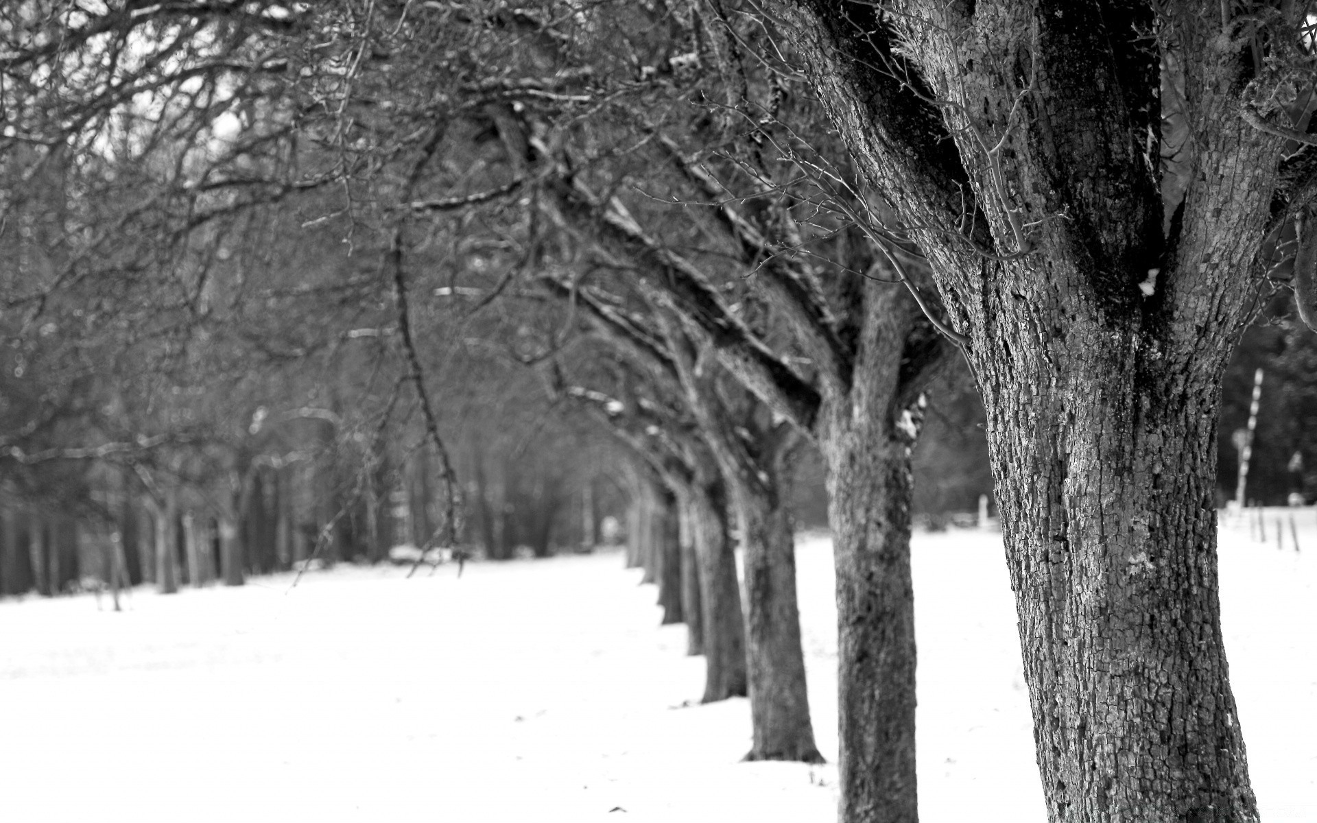 bianco e nero inverno neve albero freddo legno congelato ramo gelo ghiaccio stagione paesaggio meteo parco guida all aperto natura tempesta di neve nebbia