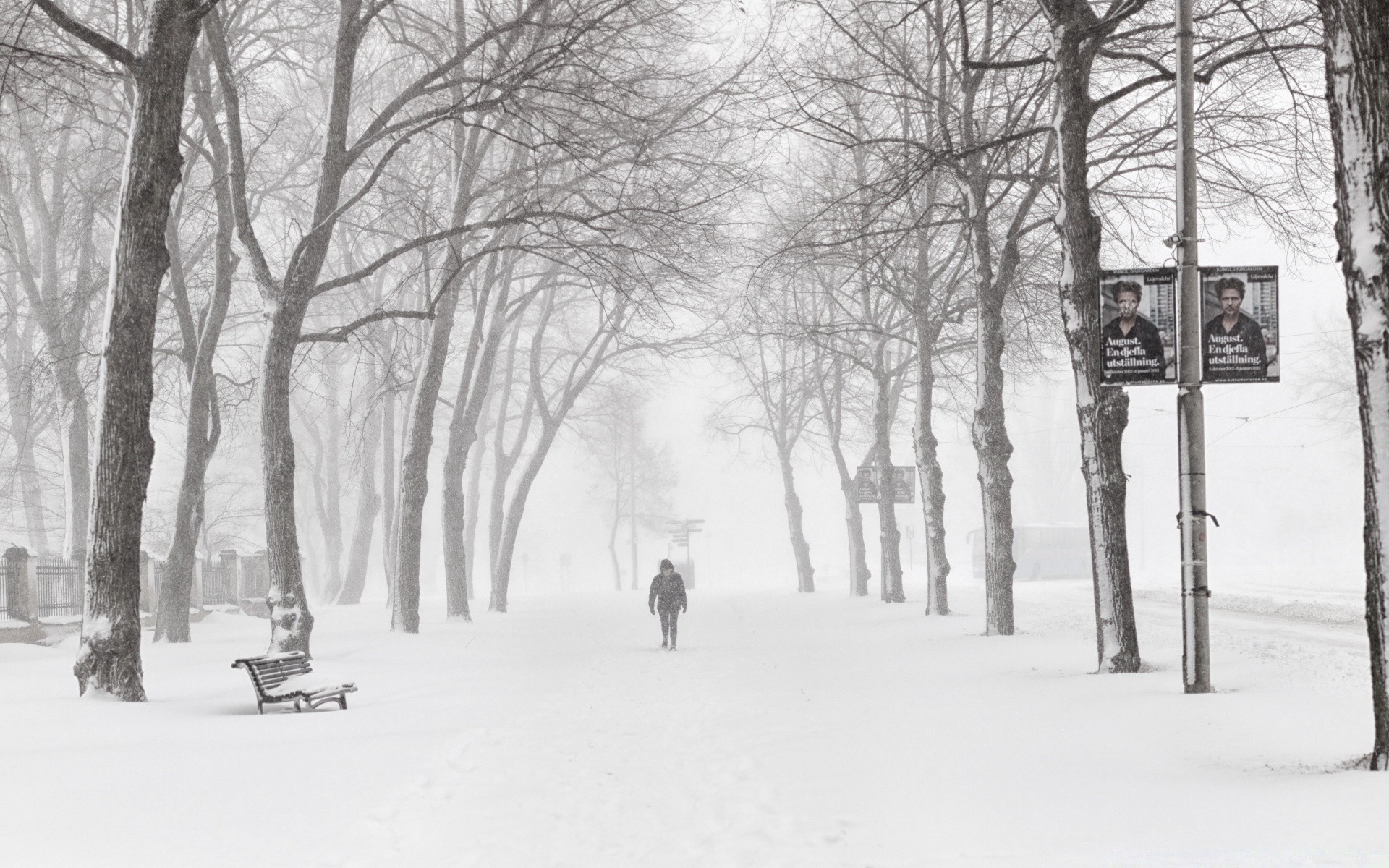 schwarz und weiß winter schnee kälte holz frost holz gefroren eis wetter schneesturm landschaft frostig jahreszeit straße verschneit zweig nebel