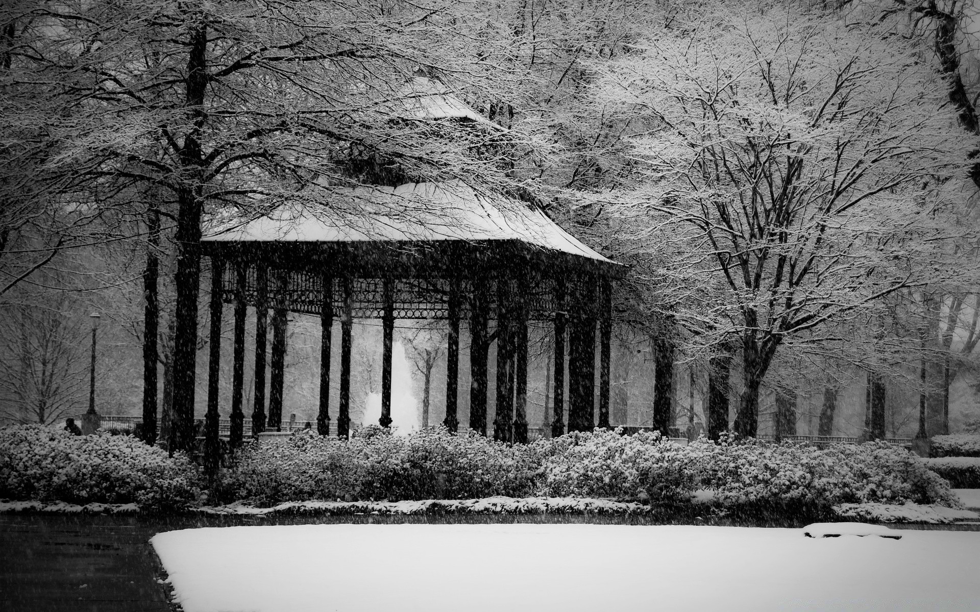 black and white tree winter snow