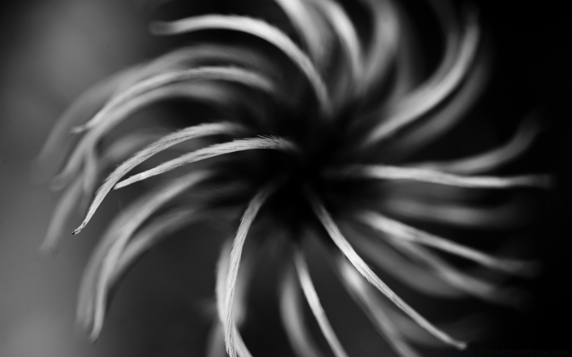 schwarz / weiß monochrom natur kunst abstrakt unschärfe blatt winter spirale kontrast