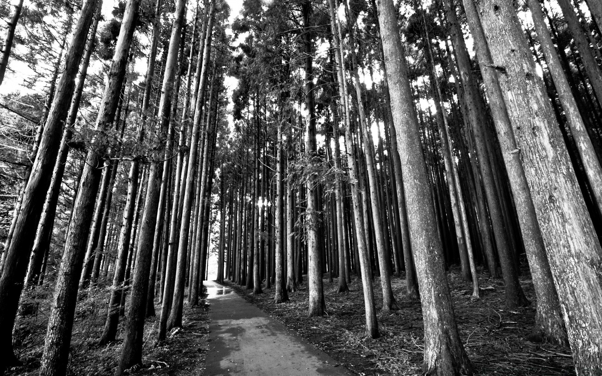 noir et blanc bois arbre nature paysage parc feuille monochrome manuel beau temps aube à l extérieur lumière soleil branche scène