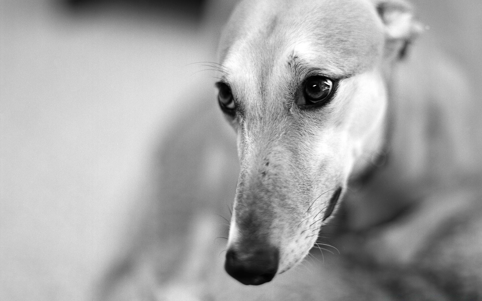 blanco y negro perro animal lindo perro retrato mascota ojo naturaleza vista mamífero cachorro solo pelaje pequeño divertido monocromo al aire libre