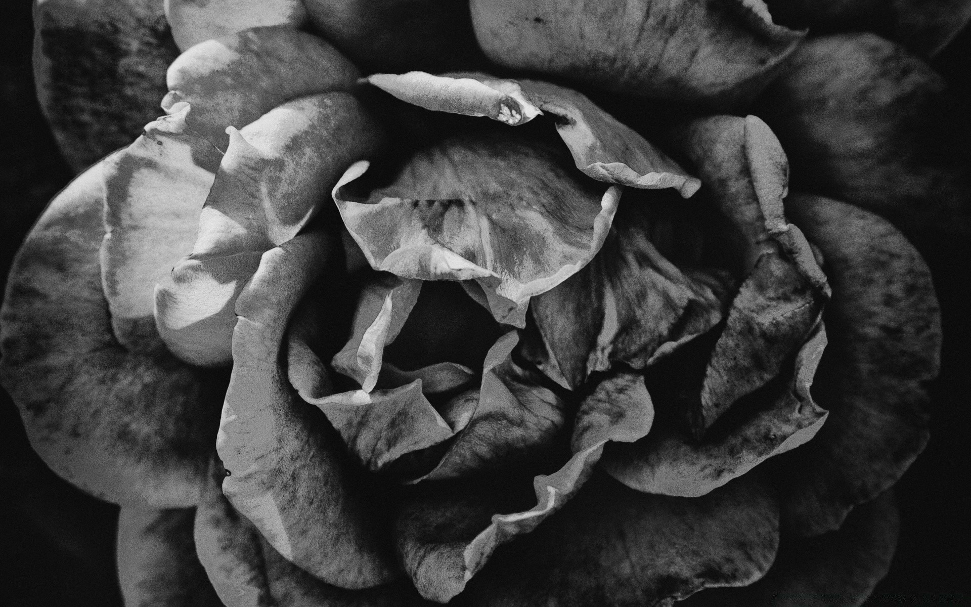 black and white nature monochrome fall one texture food flora fungus mushroom vegetable leaf