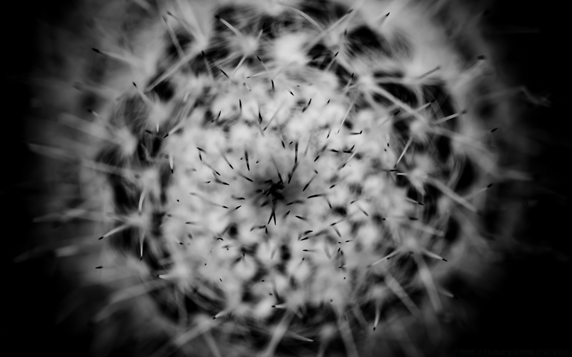 black and white abstract monochrome nature flower art texture color design flora desktop wallpaper garden sharp background decoration pattern light cactus graphic