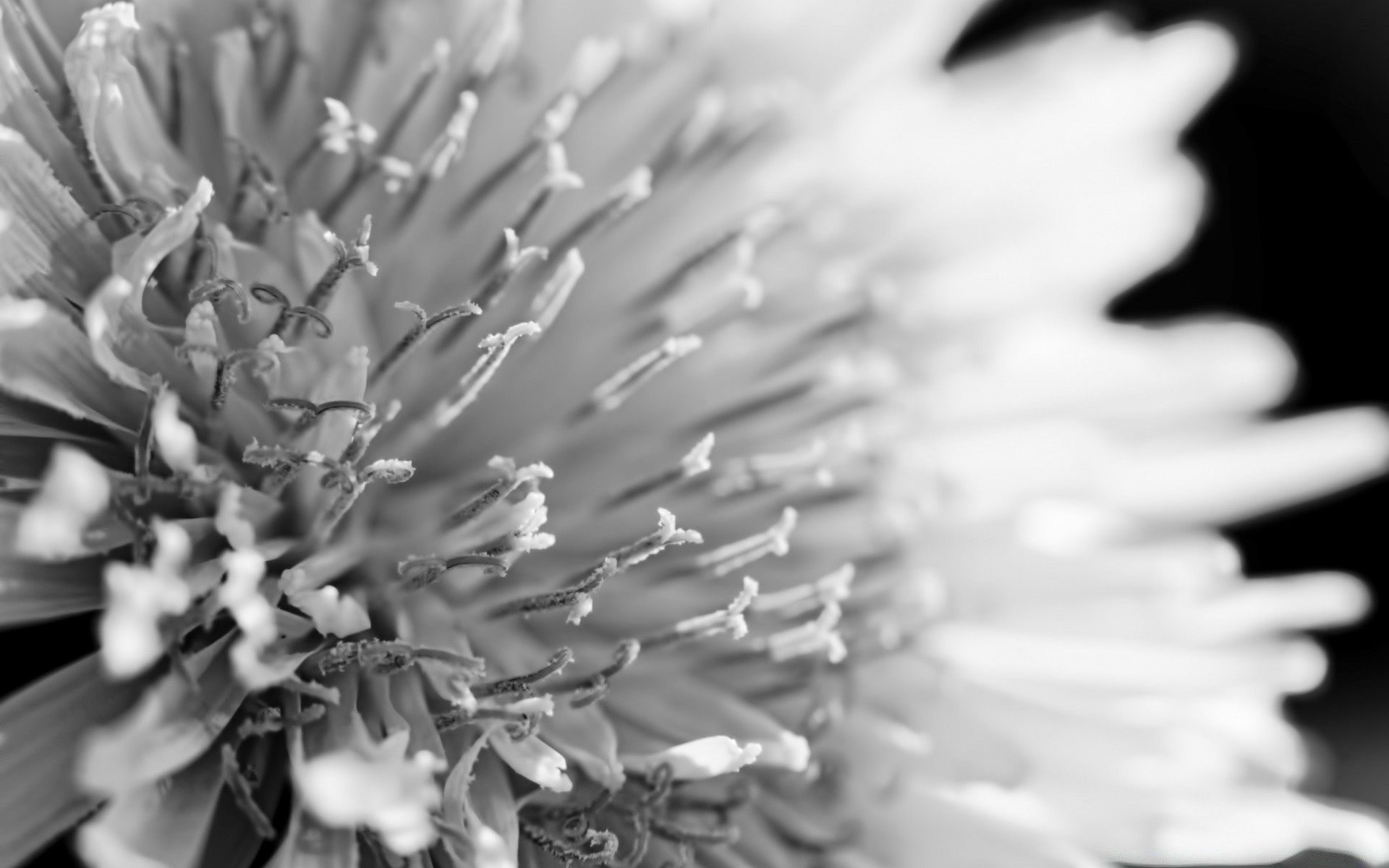 blanco y negro monocromo flor naturaleza flora primer plano abstracto verano jardín hermoso hoja escritorio blumming pétalo