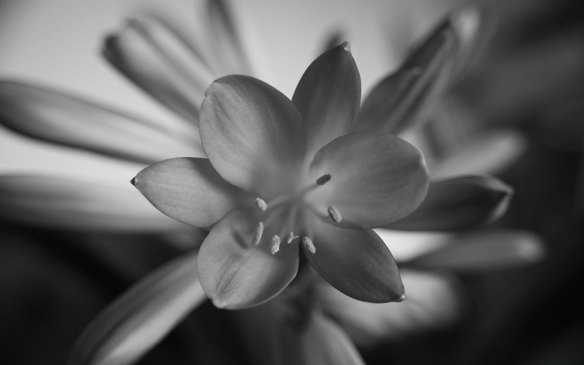 noir et blanc monochrome fleur nature flou dof flore nature morte feuille belle pétale amour floral jardin bluming tulipe mariage couleur