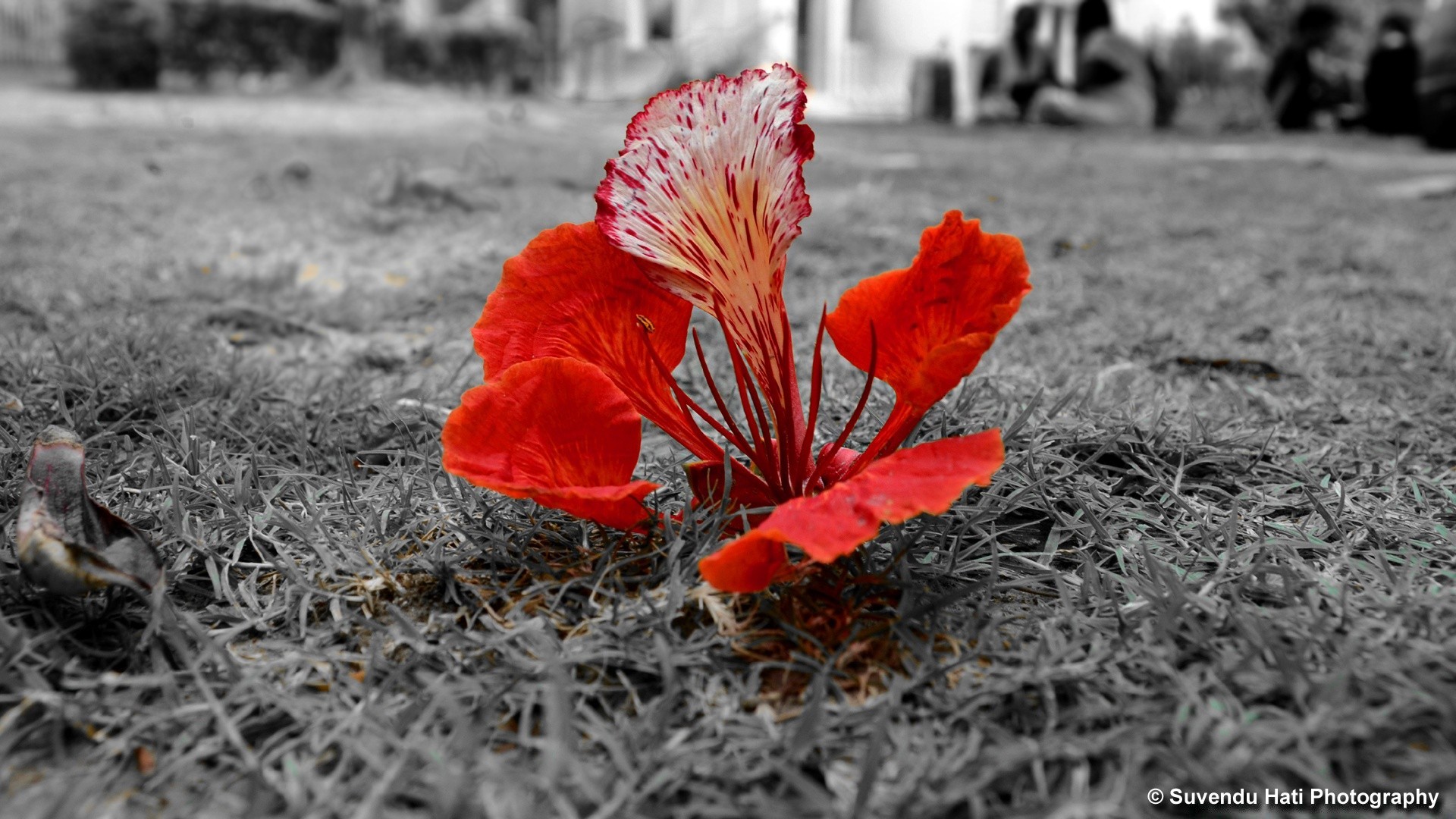 black and white nature outdoors flower flora leaf color garden grass