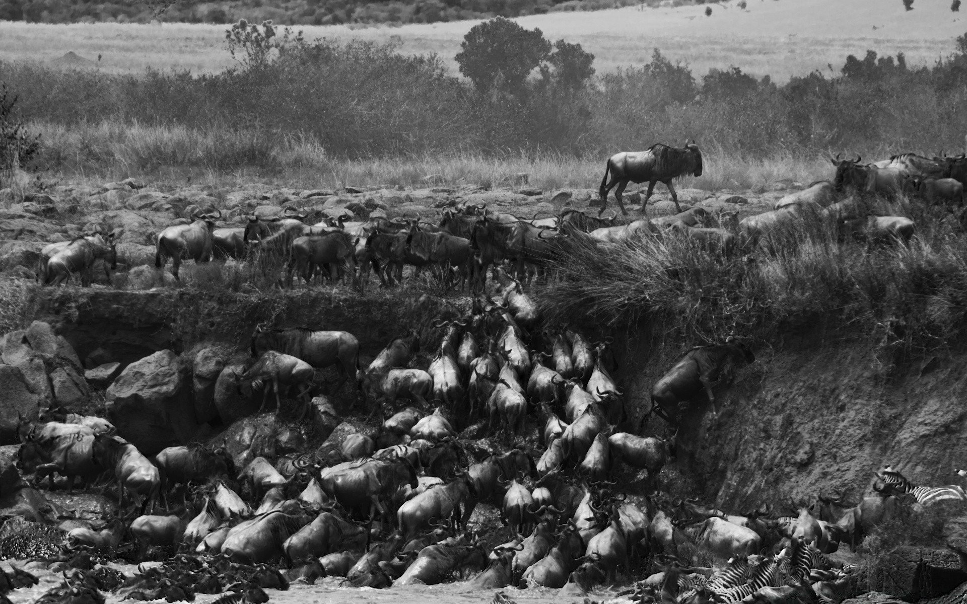 black and white mammal group many cattle sheep livestock cavalry herd agriculture adult cropland farm pasture